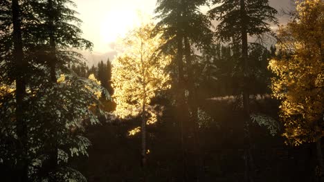 Sunrise-in-Autumn-Forest